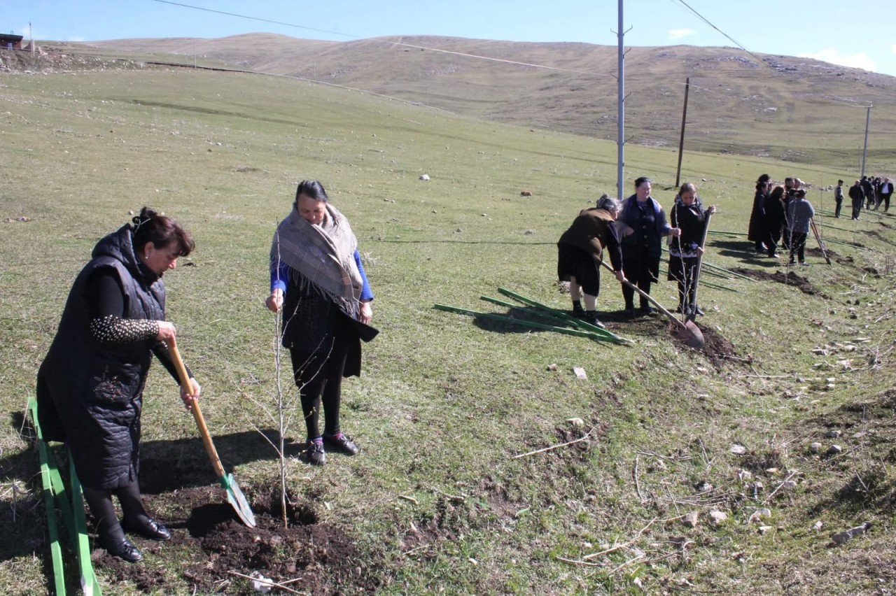 Daşkəsəndə ağacəkmə aksiyası keçirildi - FOTOLAR